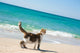 Cat on the beach Wall Mural