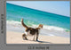 Cat on the beach Wall Mural