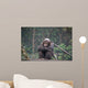 Chimpanze Wall Mural