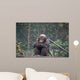 Chimpanze Wall Mural