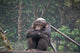Chimpanze Wall Mural