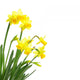 Yellow Daffodils