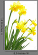Yellow Daffodils
