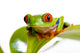 Red Eyed Tree Frog Wall Mural