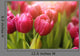 Red Tulip Flowers
