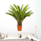 Cycas Palm Room Wall Decal