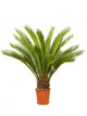Cycas Palm Room Wall Decal