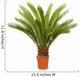 Cycas Palm Room Wall Decal