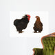 cock and  hen Wall Decal