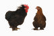 cock and  hen Wall Decal