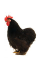 Black Cock Wall Decal
