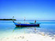 Blue Beauty Wall Decal