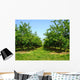 Apple Trees Wall Decal Design 2
