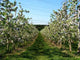 Apple Trees Wall Decal Design 1
