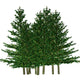 pine Wall Decal