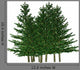 pine Wall Decal