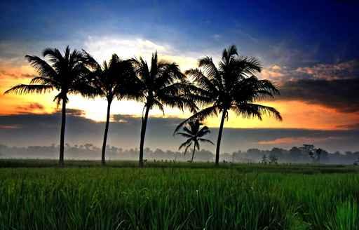 Ricefield Sunrise Wall Decal