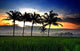 Ricefield Sunrise Wall Decal
