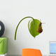 Snail Wall Decal