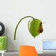 Snail Wall Decal