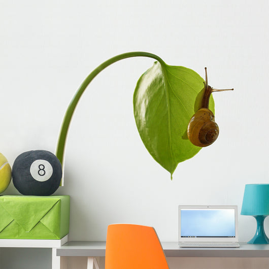 Snail Wall Decal