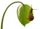 Snail Wall Decal