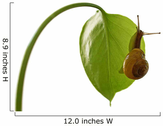 Snail Wall Decal