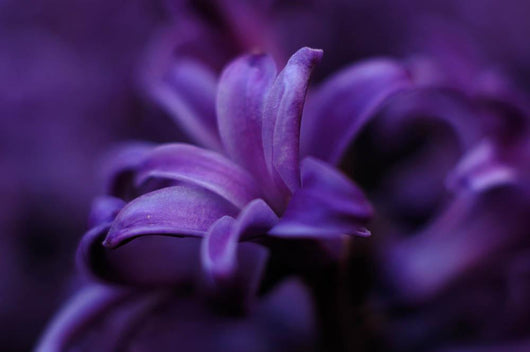 Macro Purple Flower Wall Decal