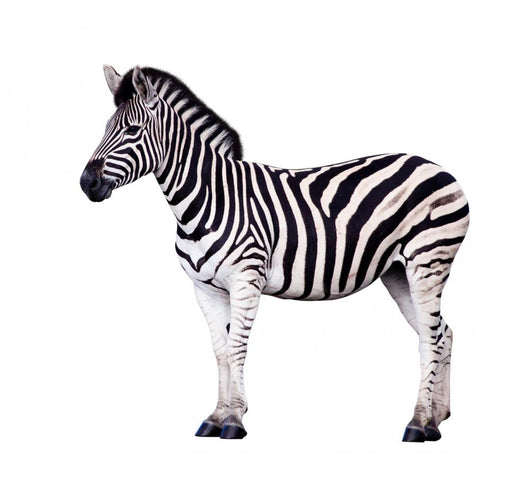 Zebra Wall Decal