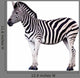 Zebra Wall Decal