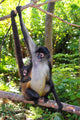 Ateles Geoffroyi Spider Monkey
