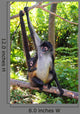 Ateles Geoffroyi Spider Monkey