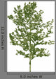 Vector Tree Nature