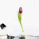 Tulip over White Wall Decal