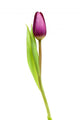 Tulip over White Wall Decal