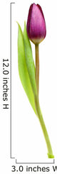Tulip over White Wall Decal