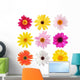 Collection Daisy Flowers Wall Decal Sticker Set