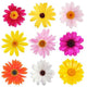 Collection Daisy Flowers Wall Decal Sticker Set