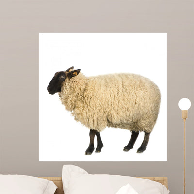Mouton Suffolk Wall Decal shown on a wall
