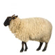 Mouton Suffolk Wall Decal