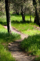 Path Woods
