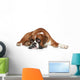 Boxer Dog Sad Lying