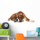 Boxer Dog Sad Lying