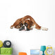 Boxer Dog Sad Lying