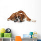 Boxer Dog Sad Lying