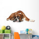 Boxer Dog Sad Lying
