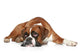 Boxer Dog Sad Lying