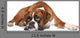 Boxer Dog Sad Lying
