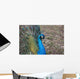 Pfau