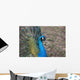 Pfau